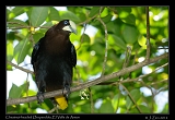  Chestnut-headed Oropendola, El Valle de Anton, Panama � Janet Zinn 2012