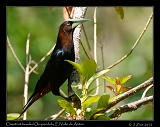  Chestnut-headed Oropendola, El Valle de Anton, Panama � Janet Zinn 2012