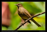  Clay-Colored Thrush, El Valle de Anton, Panama � Janet Zinn 2012