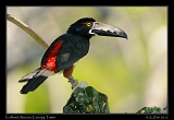  Collared Aracari, Canopy Tower, Panama � Janet Zinn 2012