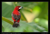  Crimson-backed Tanager, El Valle de Anton, Panama � Janet Zinn 2012