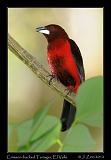  Crimson-backed Tanager, El Valle de Anton, Panama � Janet Zinn 2012