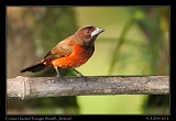 Crimson-backed Tanager (female), Jordanal,l Panama � Janet Zinn 2012