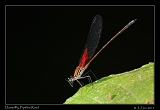  Damselfly, Pipeline Road, Panama � Janet Zinn 2012