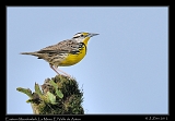  Eastern Meadowlark, La Mesa Trail, El Valle de Anton, Panama � Janet Zinn 2012