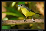  Flame-rumped Tanager (female), Jordanal, Panama � Janet Zinn 2012