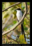  Fork-tailed Flycatcher, Juan Hombron, Panama � Janet Zinn 2012