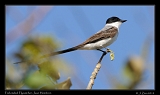  Fork-tailed Flycatcher, Juan Hombron, Panama � Janet Zinn 2012