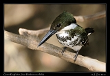 green_kingfisher_9461a