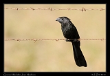 groove_billed_ani_9440a