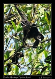  Howler Monkeys, Pipeline Road, Panama � Janet Zinn 2012