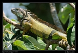  Iguana, Canopy Tower, Panama � Janet Zinn 2012