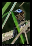  Ocellated Antbird, Pipeline Road, Panama � Janet Zinn 2012