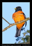  Orange-bellied Trogon, Cerro Gaital, Panama � Janet Zinn 2012