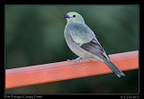  Palm Tanager, Canopy Tower, Panama � Janet Zinn 2012