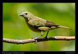  Palm Tanager, El Valle de Anton, Panama � Janet Zinn 2012