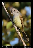  Panama Flycatcher, Juan Hombron, Panama � Janet Zinn 2012