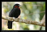  Purple-throated Fruitcrow, Pipeline Road, Panama � Janet Zinn 2012