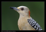 Red-crowned Woodpecker, Gamboa, Panama � Janet Zinn 2012