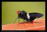  Red-faced Firetip, El Valle de Anton, Panama � Janet Zinn 2012
