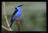  Red-legged Honeycreeper, Gamboa, Panama � Janet Zinn 2012