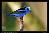  Red-legged Honeycreeper, Jordanal, Panama � Janet Zinn 2012