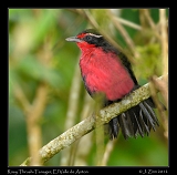  Rosy Thrush-Tanager, El Valle de Anton, Panama � Janet Zinn 2012