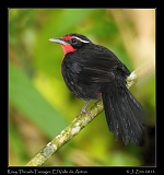  Rosy Thrush-Tanager, El Valle de Anton, Panama � Janet Zinn 2012
