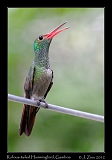  Rufous-tailed Hummingbird, Panama � Janet Zinn 2012