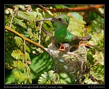  Rufous-tailed Hummingbird with chick in nest, Canopy Lodge, El Valle de Anton, Panama � Janet Zinn 2012
