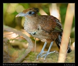  Rufous-vented Ground-Cuckoo, Pipeline Road, Panama � Janet Zinn 2012