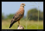 Savanna Hawk, Juan Hombron, Panama � Janet Zinn 2012