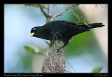  Scarlet-rumped Cacique, Canopy Tower, Panama � Janet Zinn 2012