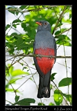 slaty_tailed_trogon_8879a
