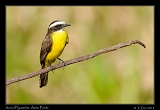  Social Flycatcher, Ammo Ponds, Panama � Janet Zinn 2012