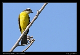  Social Flycatcher, Juan Hombron, Panama � Janet Zinn 2012