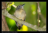  Spot-crowned Antvireo, Pipeline Road, Panama � Janet Zinn 2012