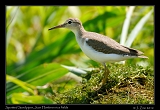  Spotted Sandpiper, Juan Hombron rice fields, Panama � Janet Zinn 2012