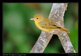  Summer Tanager, Canopy Tower, Panama � Janet Zinn 2012