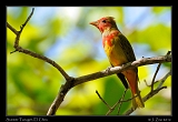  Summer Tanager, El Chiru, Panama � Janet Zinn 2012
