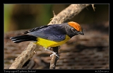  Tawny-capped Euphonia, Jordanal, Panama � Janet Zinn 2012