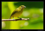  Thick-billed Euphonia (female), El Valle de Anton, Panama � Janet Zinn 2012