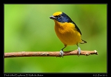  Thick-billed Euphonia, El Valle de Anton, Panama � Janet Zinn 2012