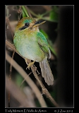  Tody Motmot, El Valle de Anton, Panama � Janet Zinn 2012