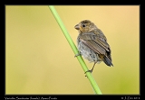  Variable Seedeater (female), Ammo Ponds, Panama � Janet Zinn 2012