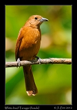  White-lined Tanager (female), El Valle de Anton, Panama � Janet Zinn 2012