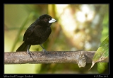  White-lined Tanager, Jordanal, Panama � Janet Zinn 2012