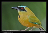  Whooping Motmot, Gamboa, Panama � Janet Zinn 2012