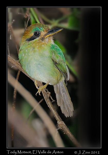 tody_motmot_9887a