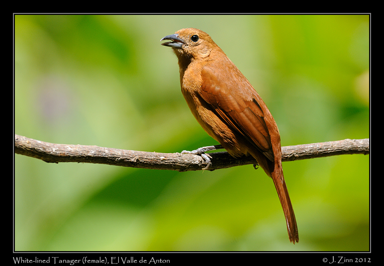 white_lined_tanager_9337a